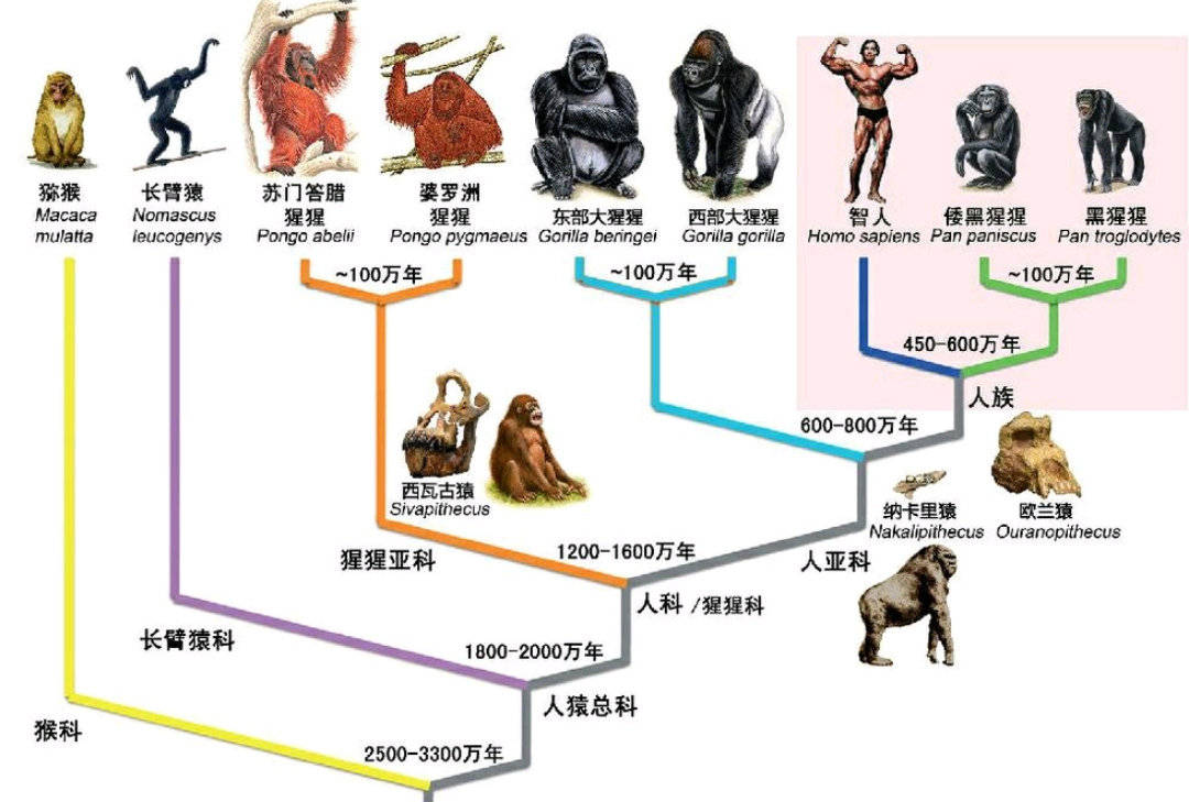 一只上过大学的猩猩,它认为自己也是人类,但被囚禁了30年