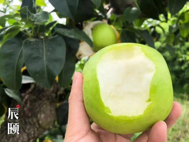 辰颐物语:清脆香甜,美味多汁,鲜嫩可口的翠玉梨_砀山