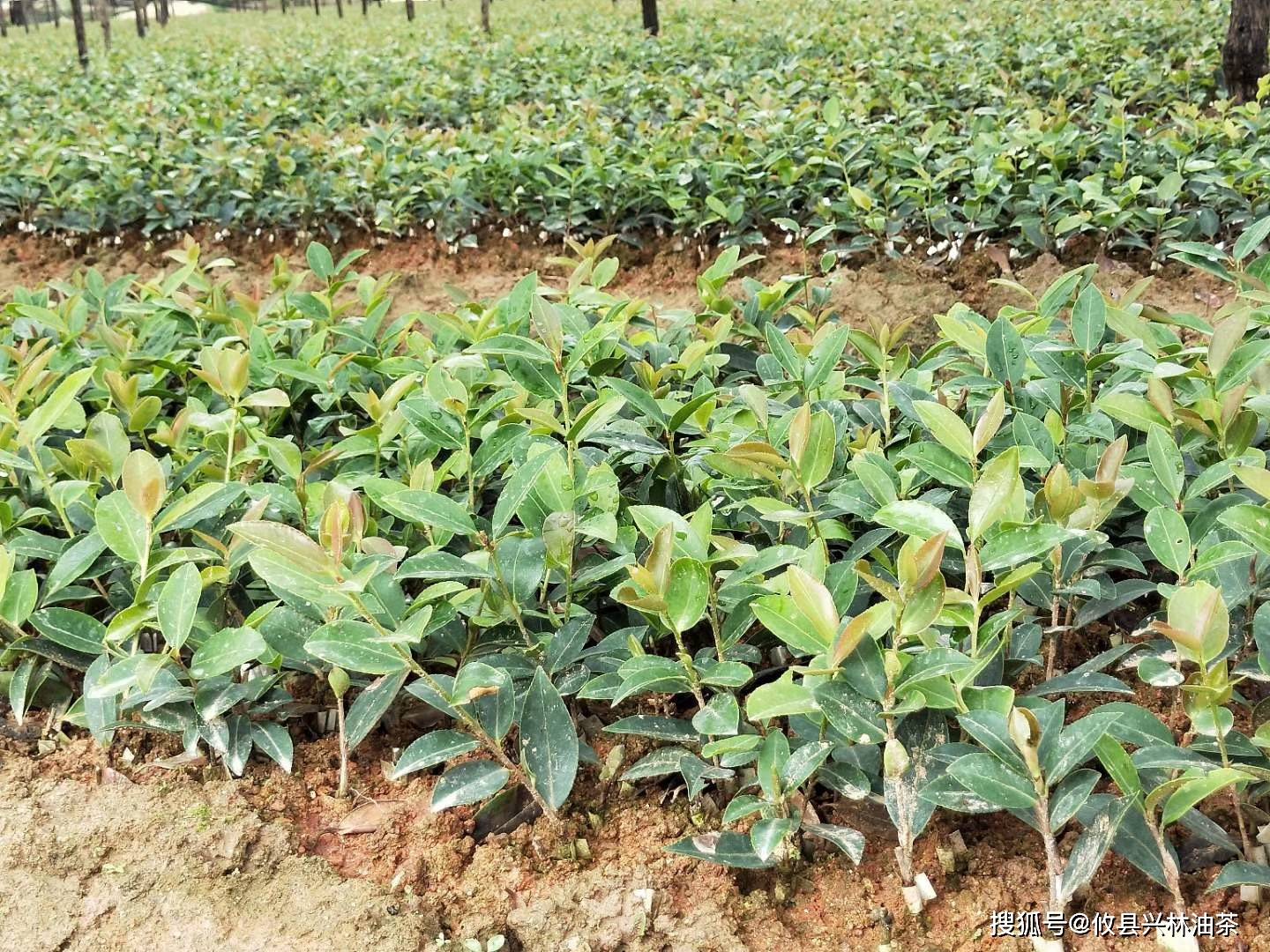 2,施肥种类油茶苗常用的肥料包括:人粪尿,厩肥,绿肥,菜枯,尿素,钙镁