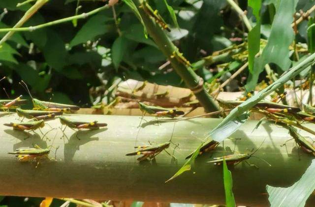 如今"黄脊竹蝗"已经是什么状态?