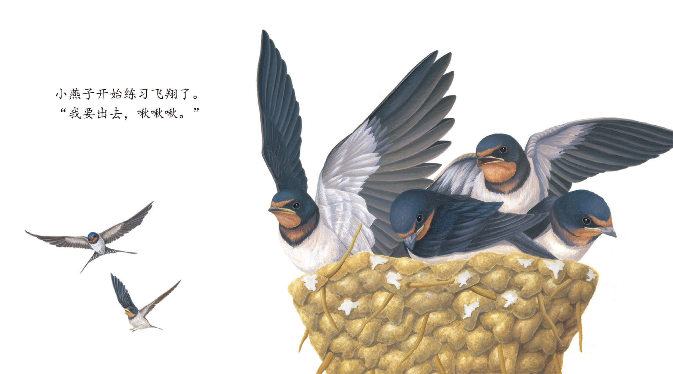 儿童绘本故事推荐《燕子》