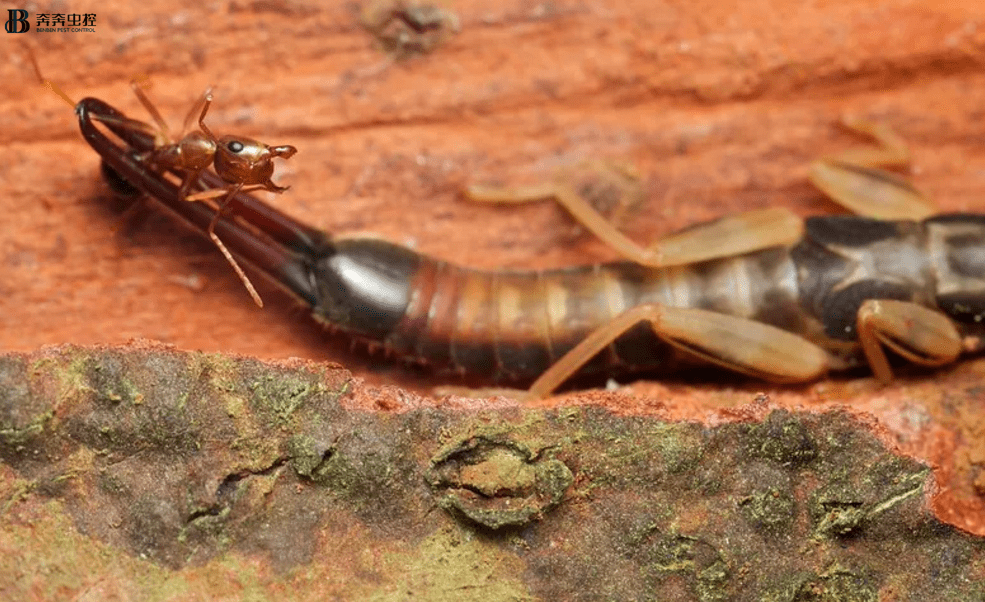 注意威风凛凛的蠼螋开始肆虐了奔奔虫控