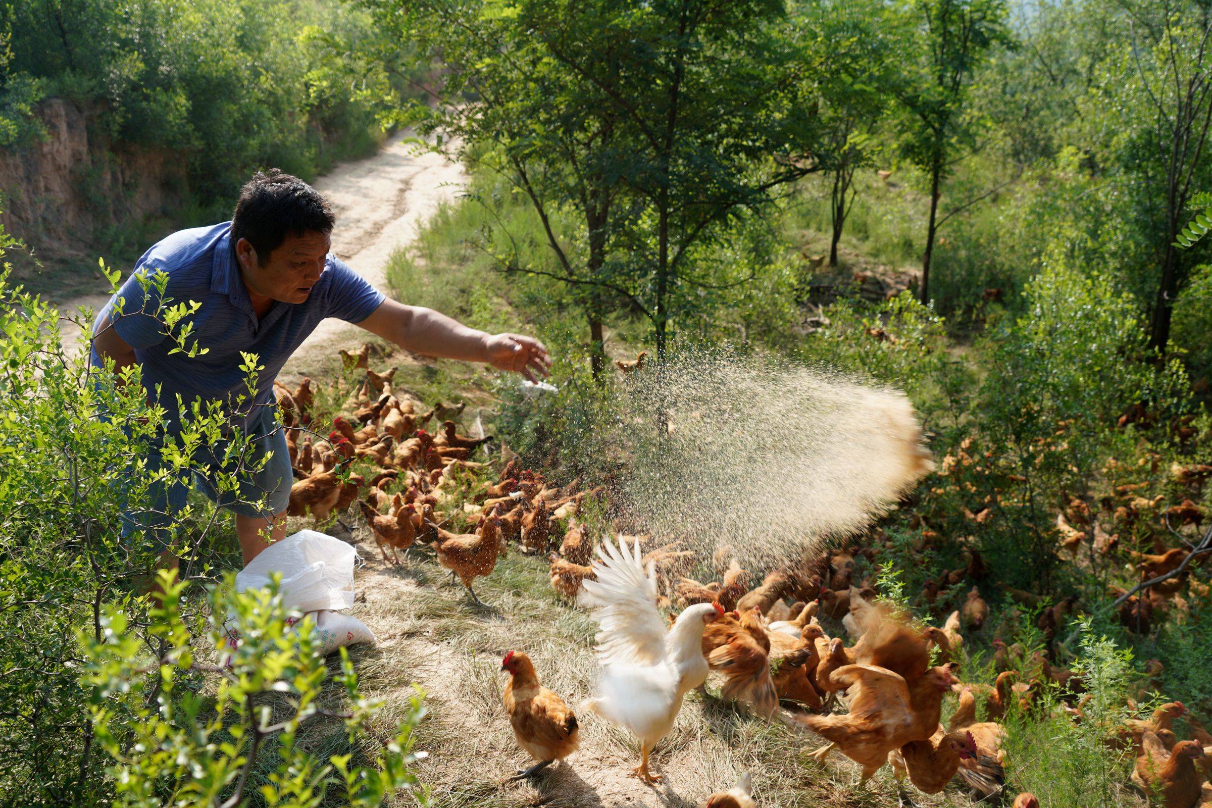 山西中年农民深山养山鸡生意火爆想吃要排队咋回事
