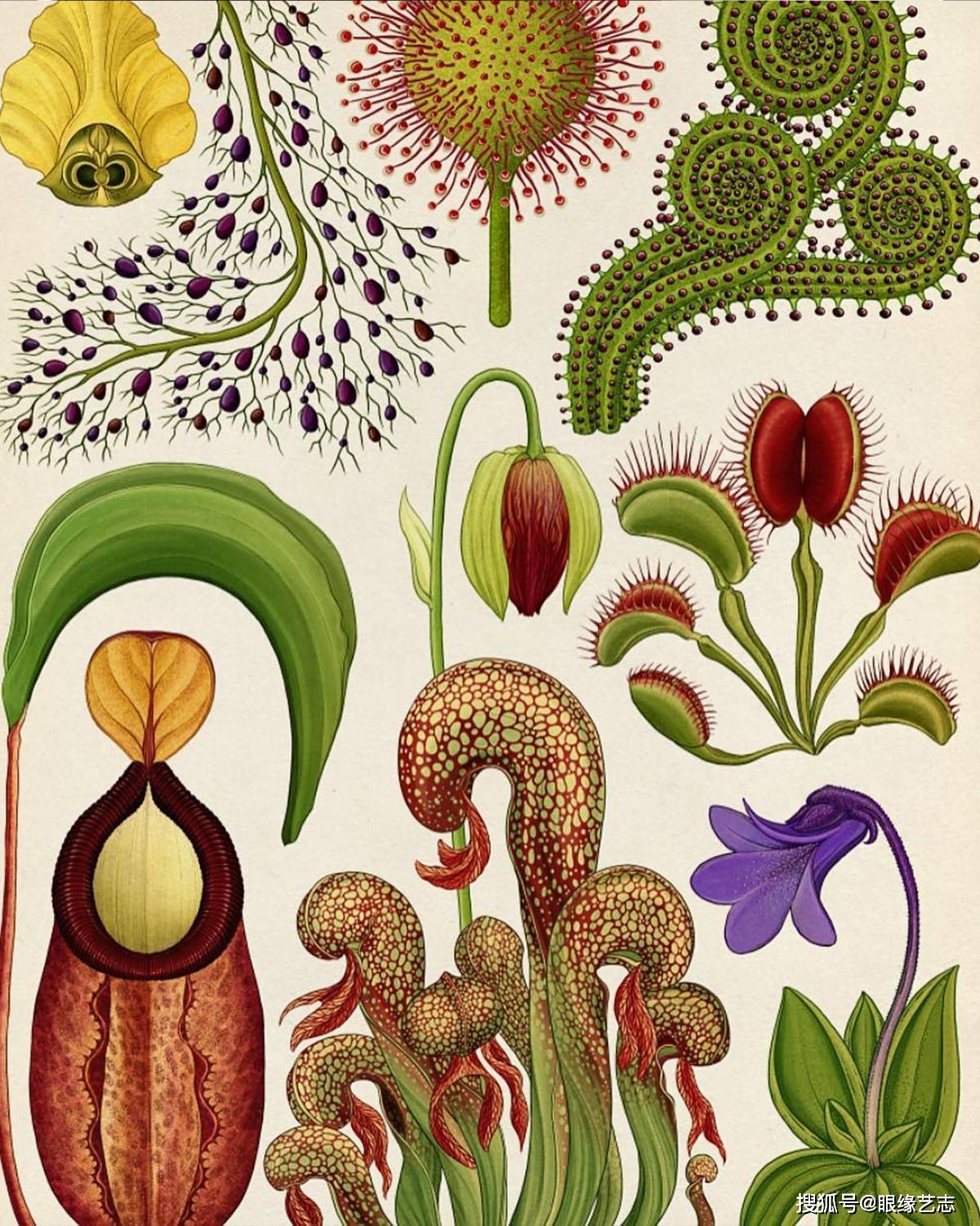原创不一样的百科全书:插画植物博物馆,凝聚艺术之美的科学图谱