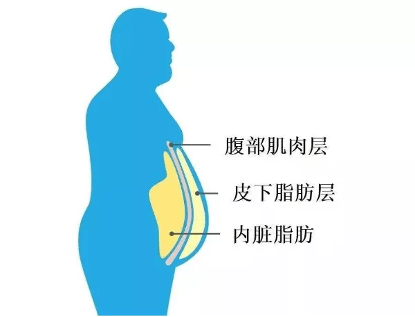 脂肪堆积图图片