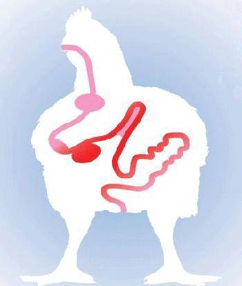 "肝 肠"一体,健康未来 一图诠释"肠-肝轴"解读肝肠健康