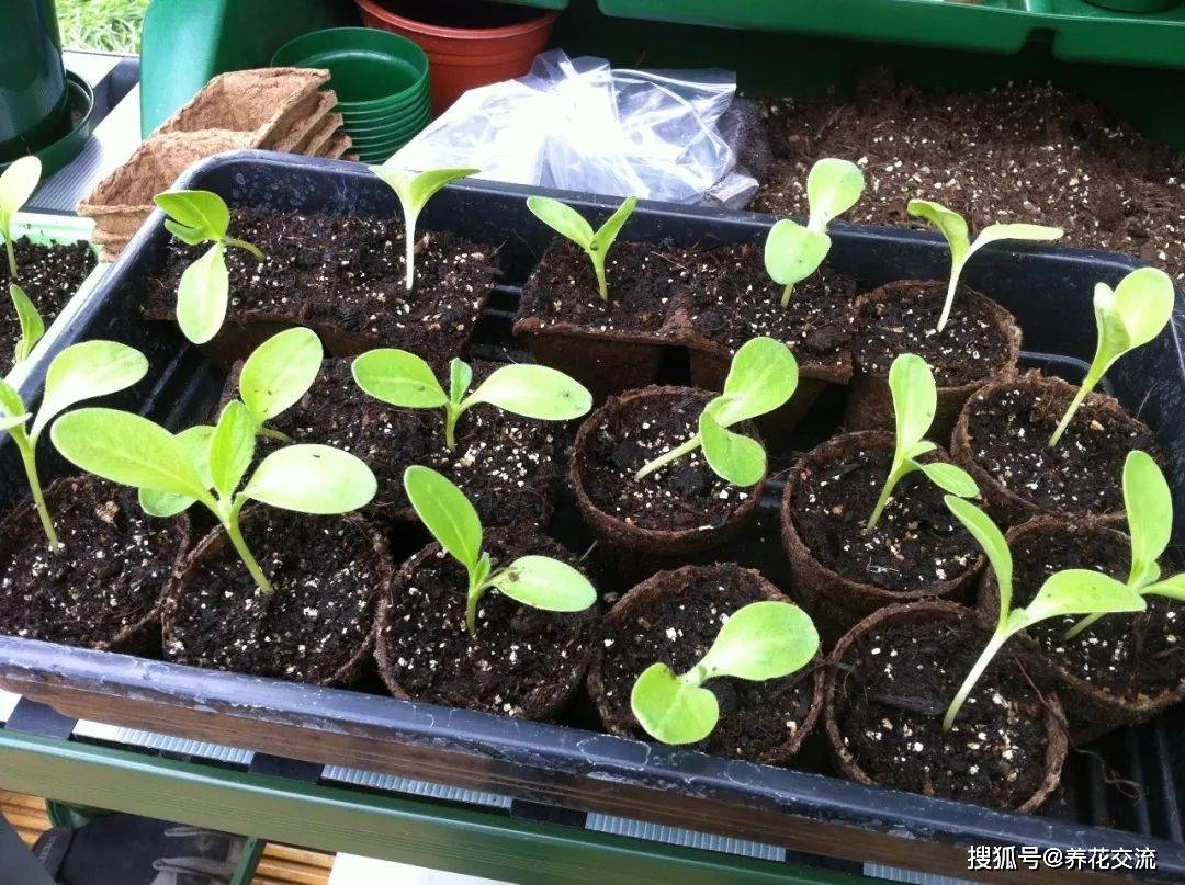 原创耐寒耐旱的琉璃苣一种不会感染虫害的花卉光照越多开花越多