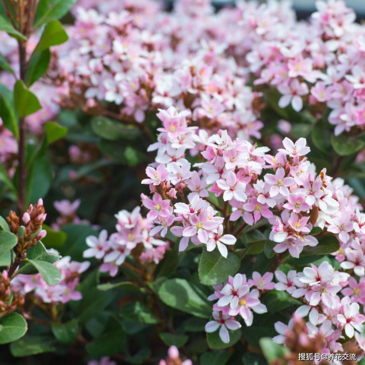 在院子旁种上这些扎手的植物,可以观赏,又能防盗,还能收获浆果_黄芦木