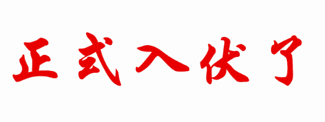 "豪华版"三伏天上线,伏天禁忌为_伏茶