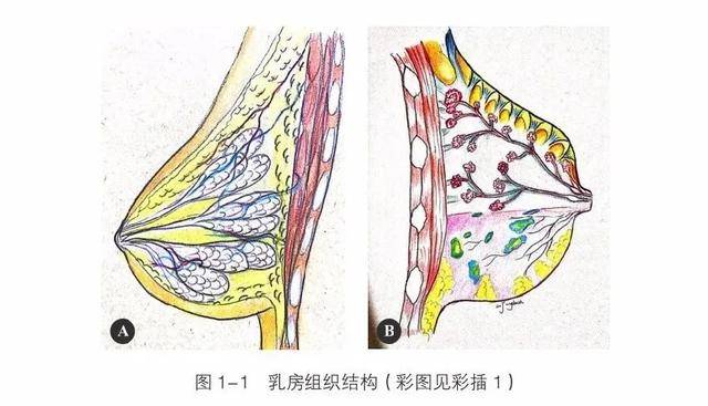 乳房注重內在美~_乳腺