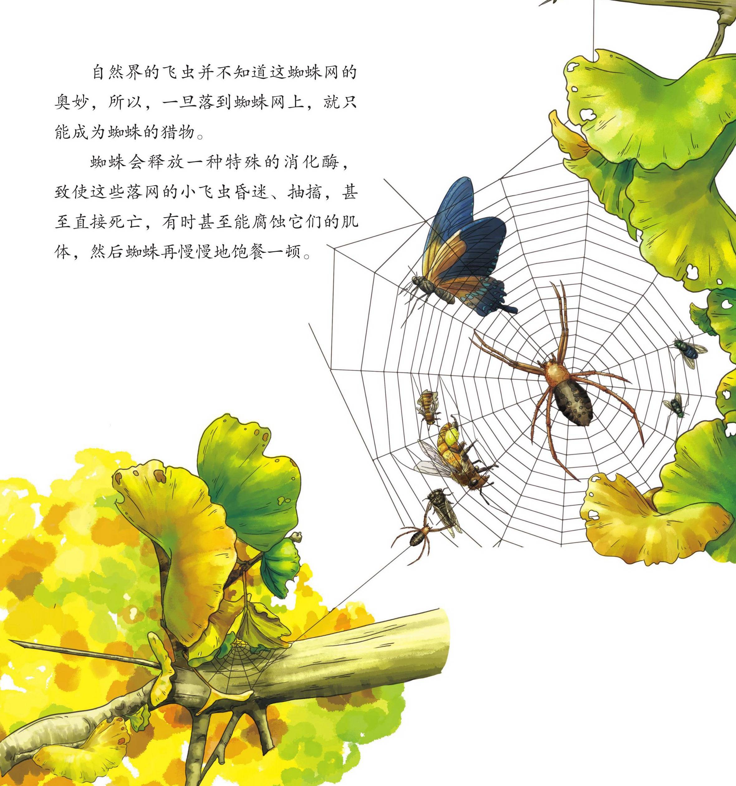 儿童绘本故事推荐《昆虫世界乐开怀上》