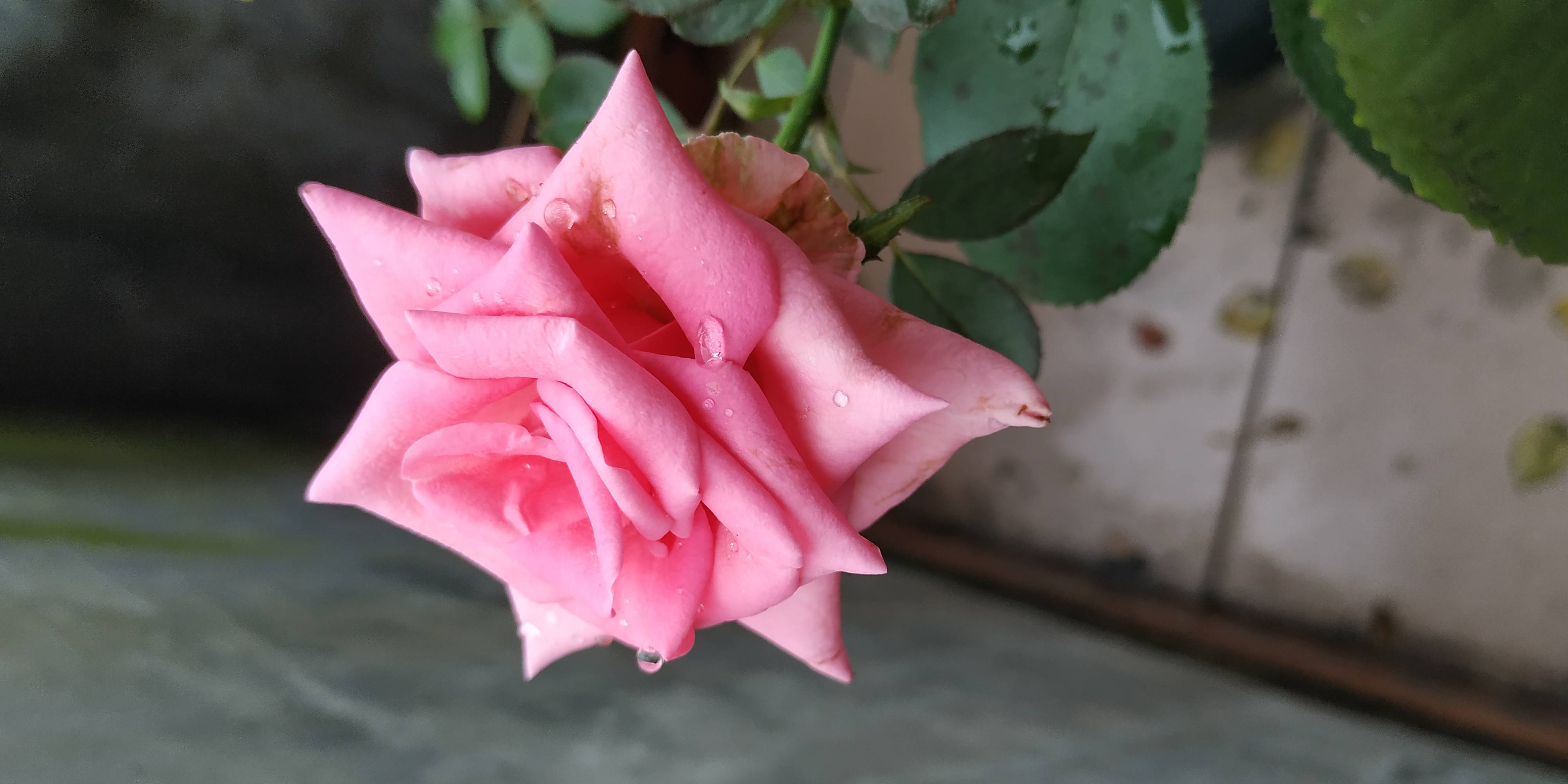 在古希腊神话中 玫瑰集爱与美于一身 既美神化身 搜狐大视野 搜狐新闻