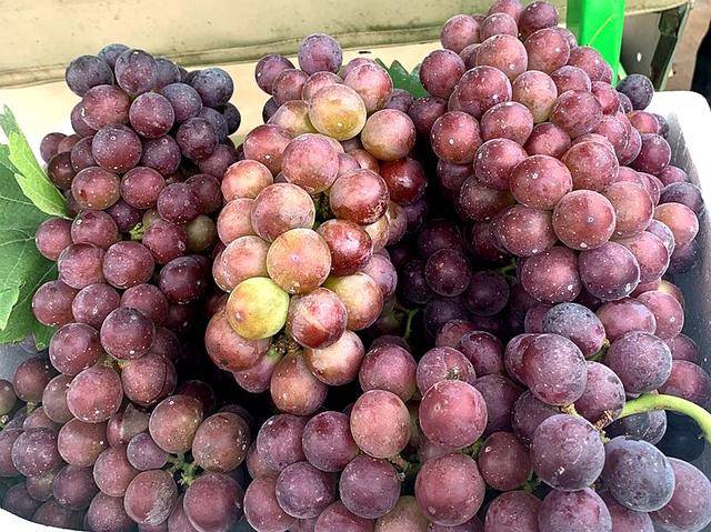 千亩"希望果"因疫情滞销,浙江来汉种植大户为9户农民脱贫着急