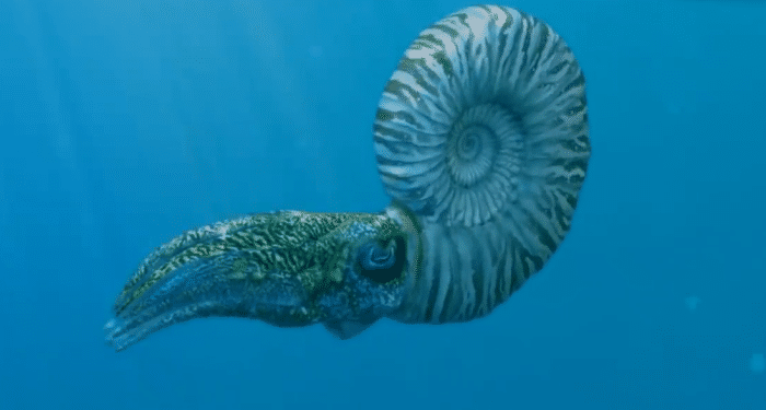 巨型鹦鹉螺远古时代图片