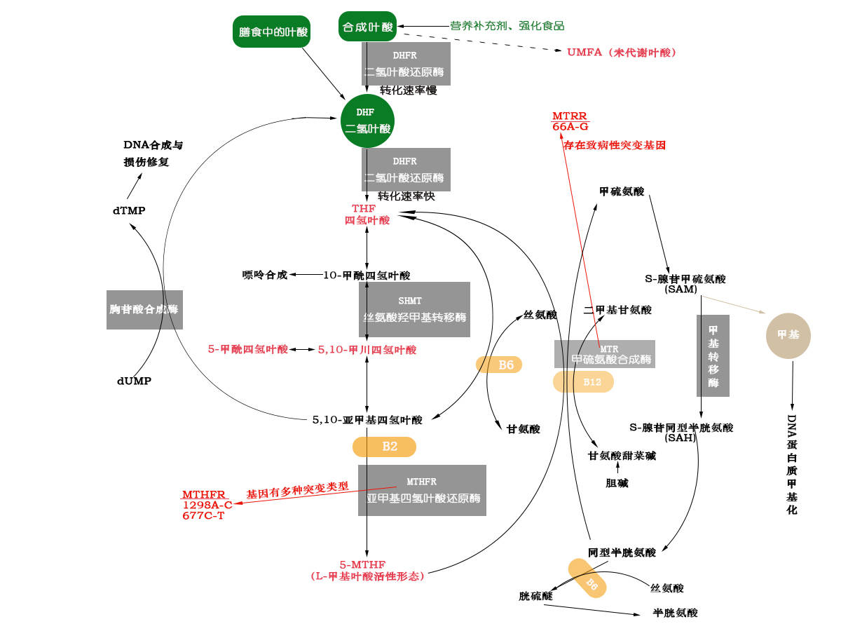 為什麼在mthfr突變情況下不推薦服用普通合成葉酸_代謝