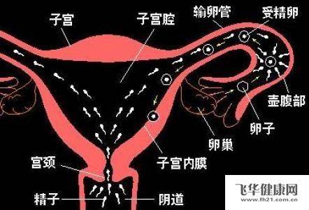子宫内膜异位症对ivf结局的影响(供卵试管)_卵巢