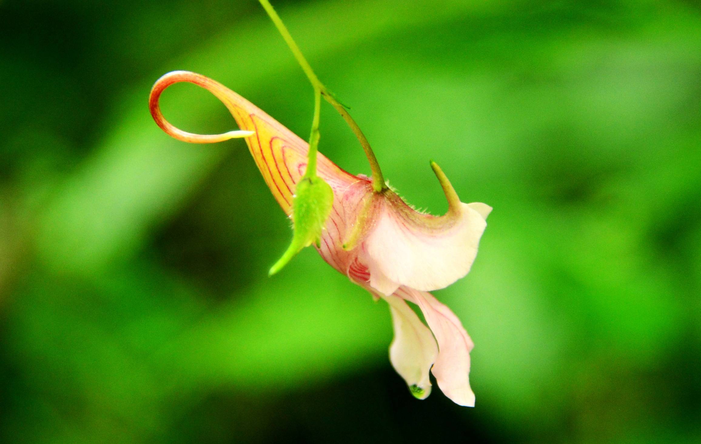 张家界武陵源:"植物活化石"龙虾花开迎游人