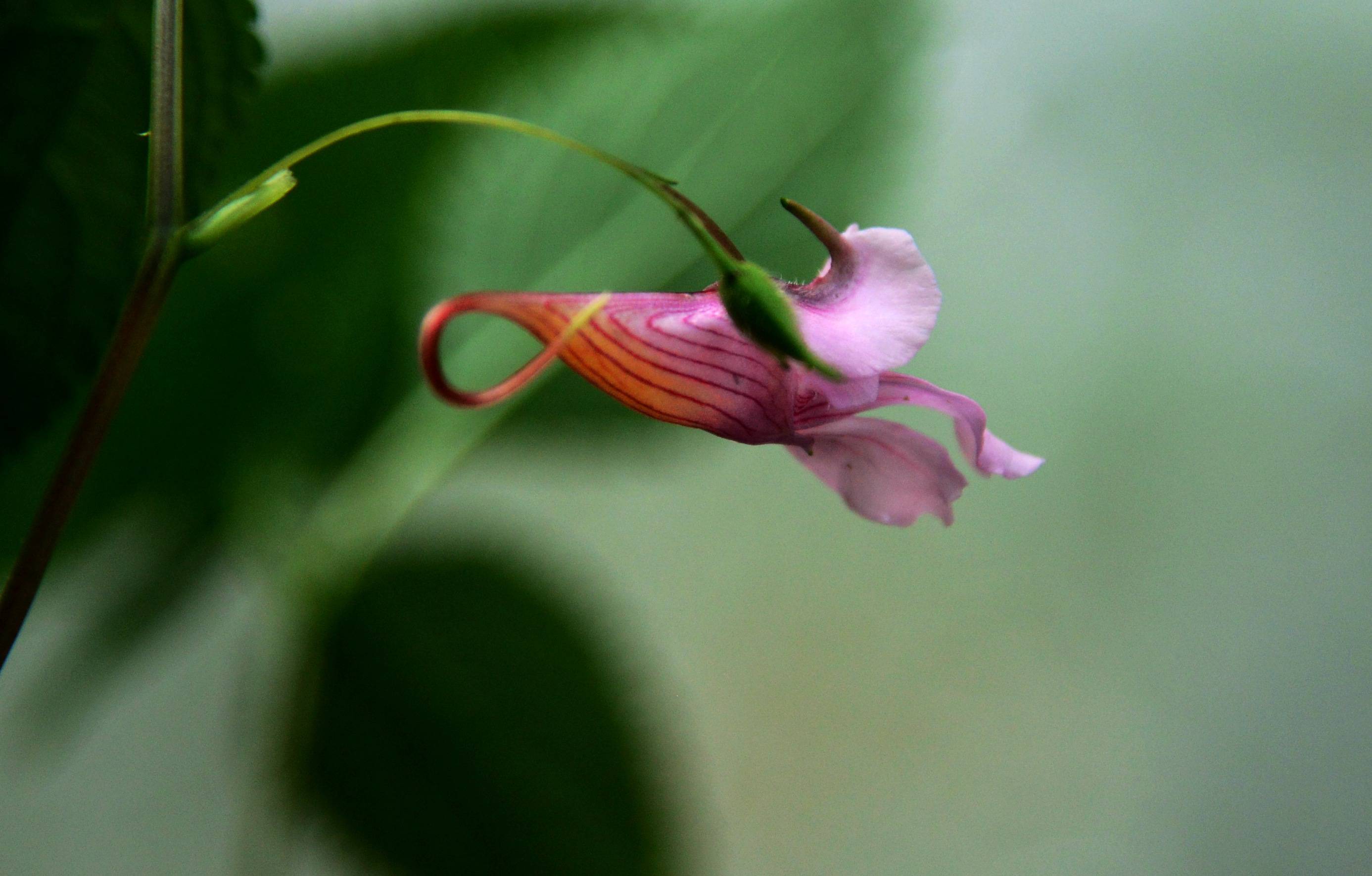 张家界武陵源:"植物活化石"龙虾花开迎游人