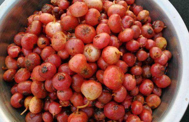 原创被称之野地瓜,营养价值比地瓜高,农村娃不爱吃,如今一斤100元