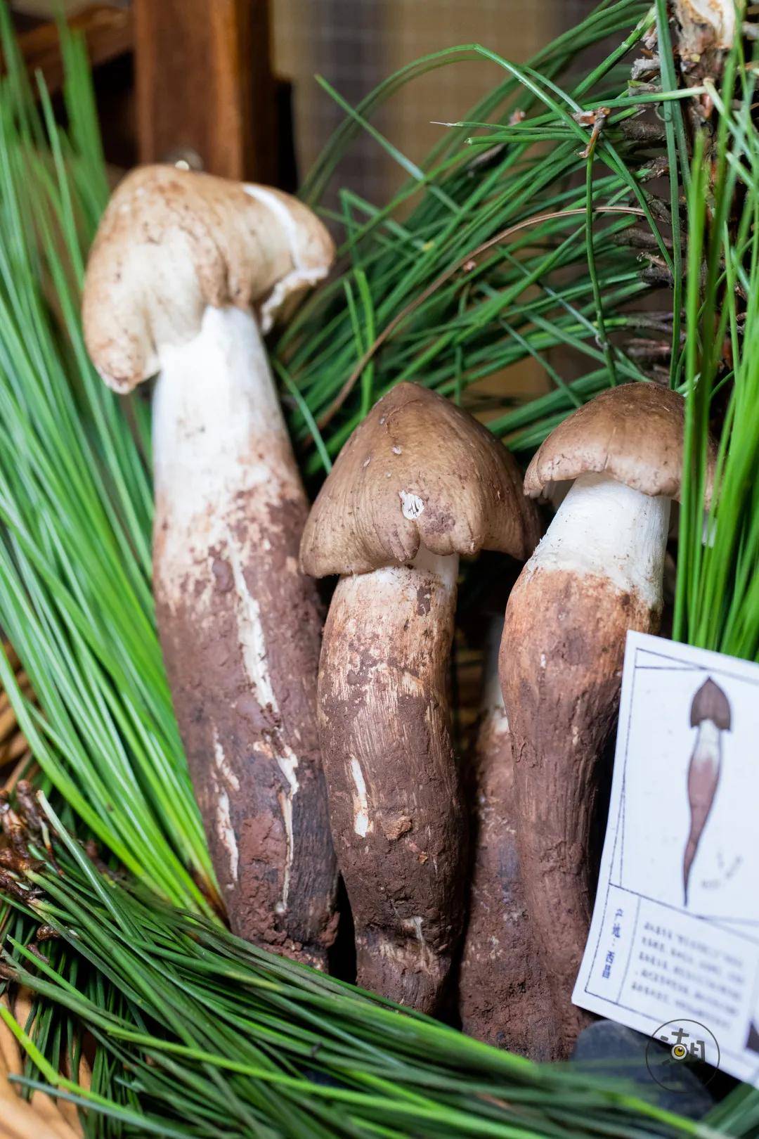 所以每年的7-9月是吃菌的zui佳季节并且只产于雨季野生菌难以保存是大