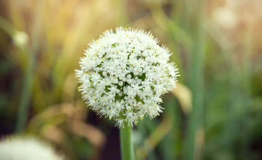 这悲惨的一生,还是蒜了吧