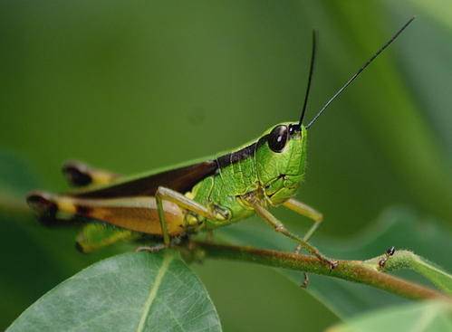 原创鸡公虫幼年是蝗虫杀手成年变白花泡桐天敌可制成抗癌药
