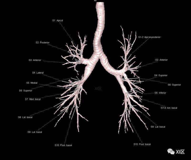 如此詳細的肺部影像解剖有點兒酷