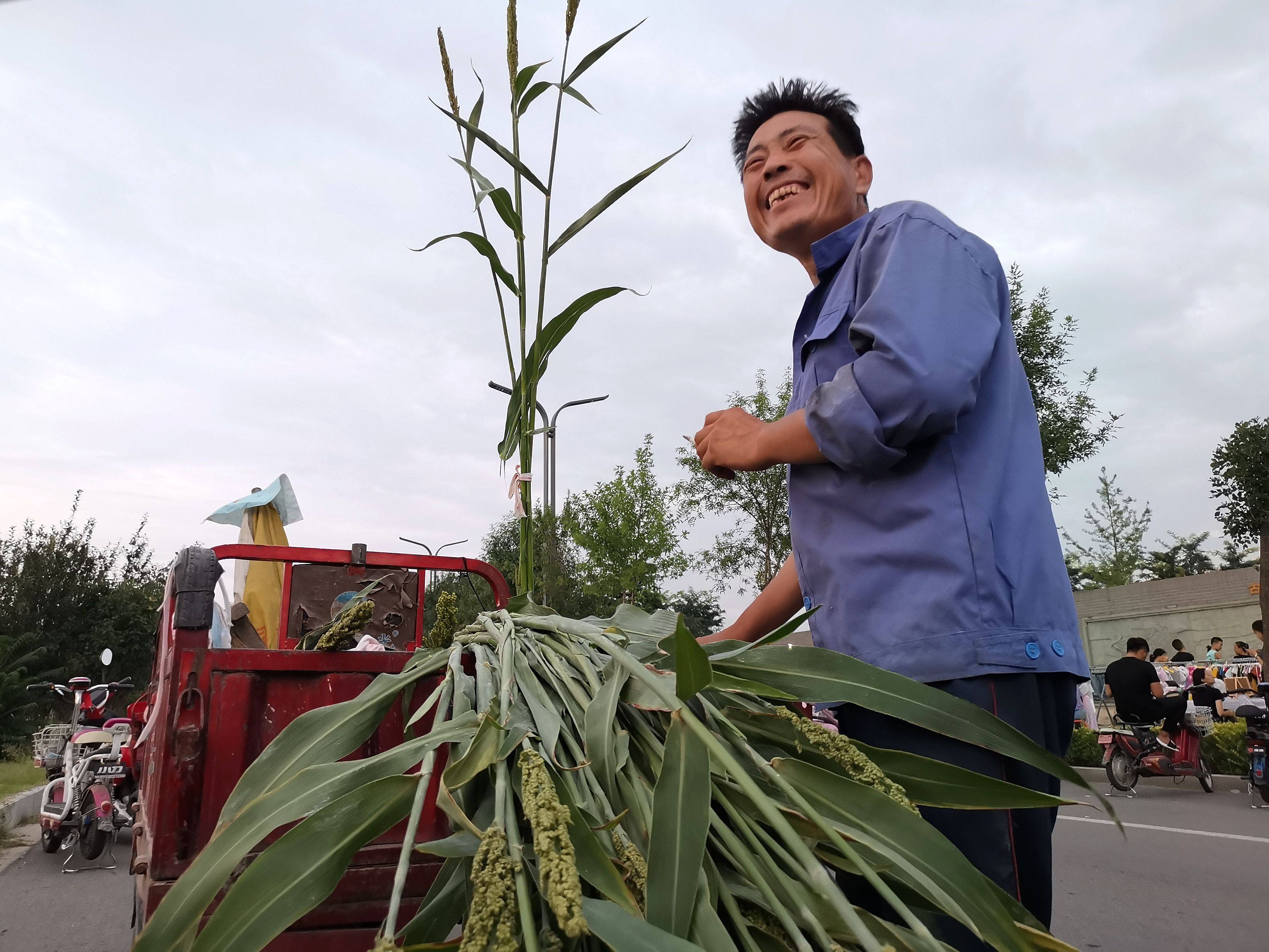 它和高粱有本质的区别,高粱收获种子,"甜甜"只吃杆茎,它们只是上个