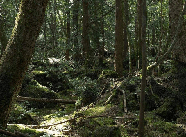 富士山下美麗的森林卻是日本恐怖地方曾500多人在此自殺