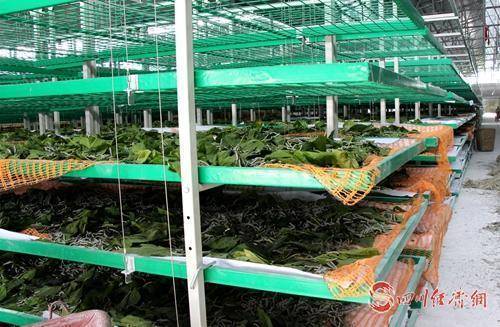 一排排像高低铺一样整齐排列着的架子,一张张躺满蚕虫的蚕床,工人们正