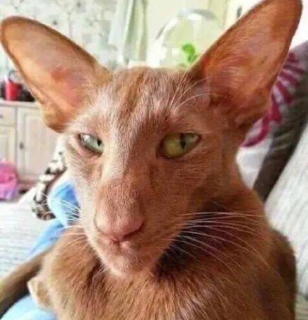 每有一个人投胎就会有一只丑猫诞生