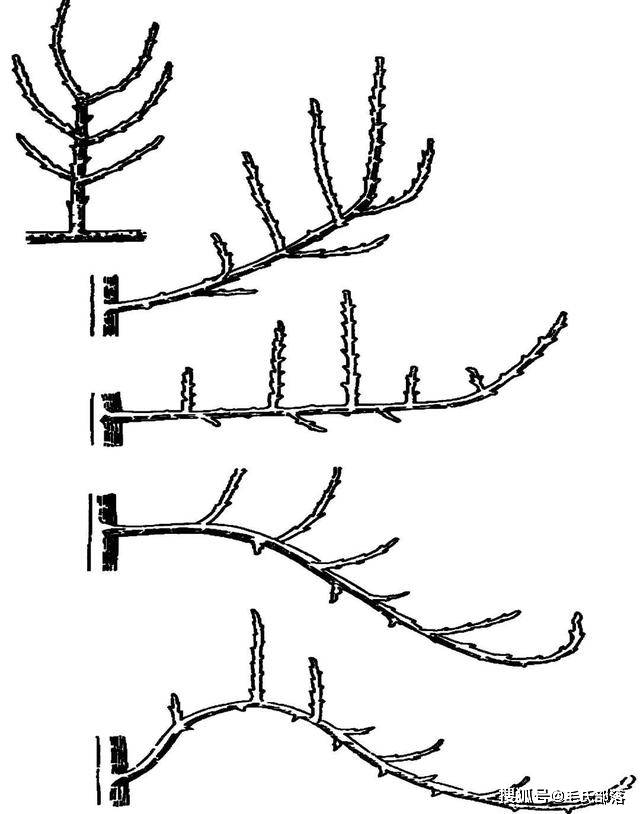 苹果树栽培技术|苹果树夏季修剪常用方法及修剪反应