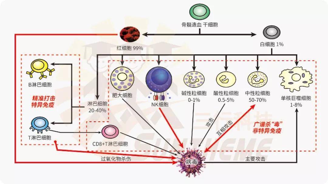 红细胞的生成过程图解图片