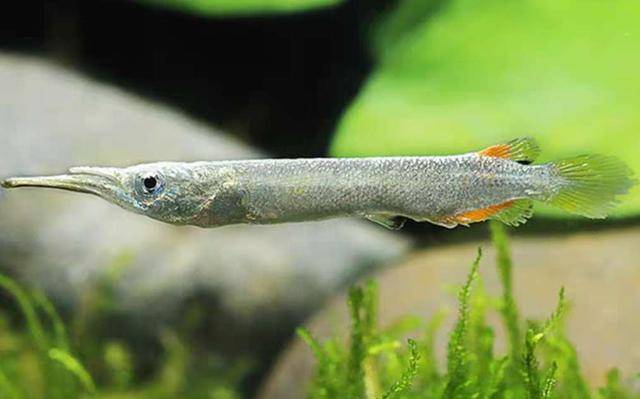 一种小众小型观赏鱼它的名字正反念都正确还可以直接生小鱼