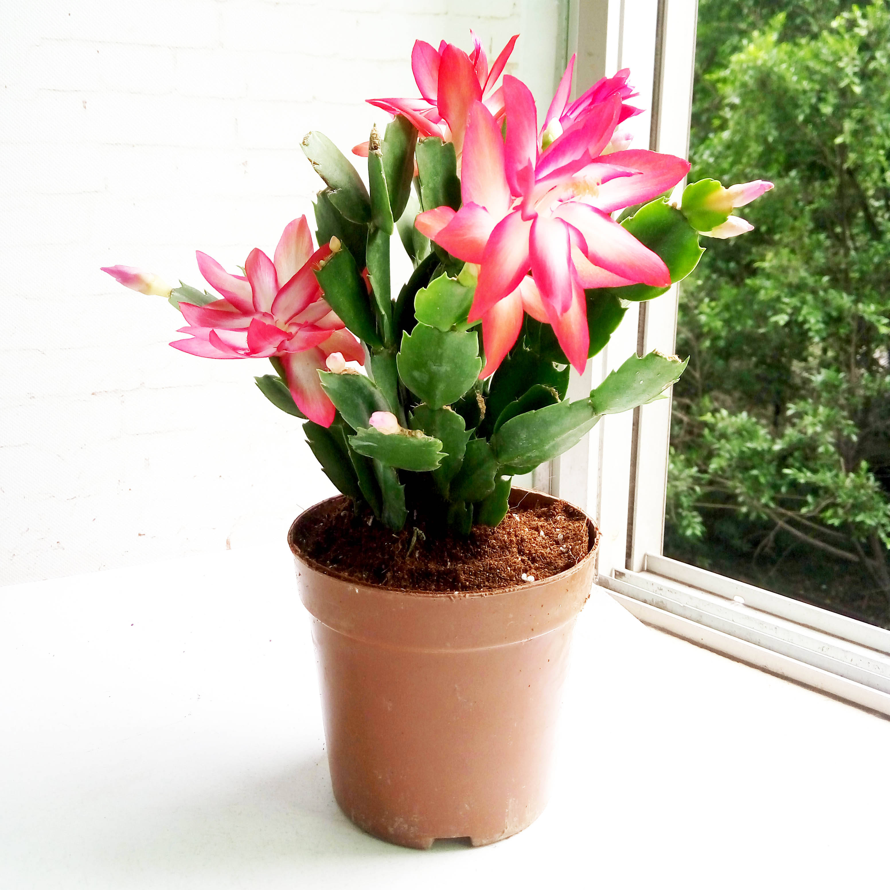 夏季养花要注意,这几种花不宜多浇水