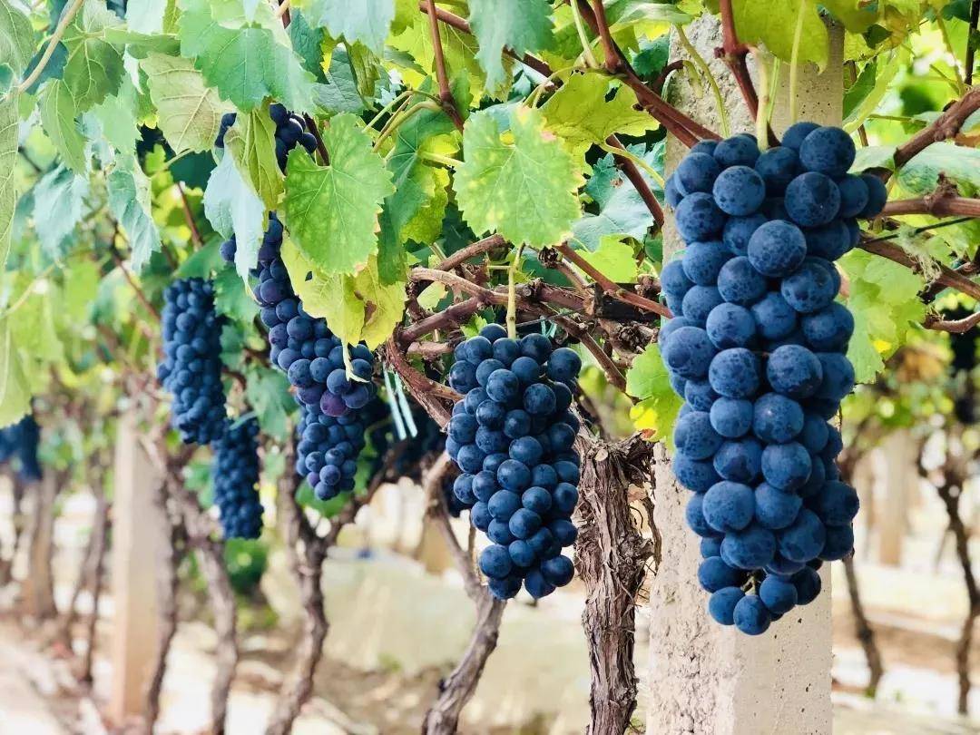 向葡萄庄园是西彭镇其中一个葡萄园,两百多亩地,现在有夏黑,阳光玫瑰