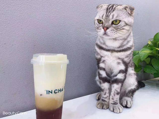 奶茶&猫的了解