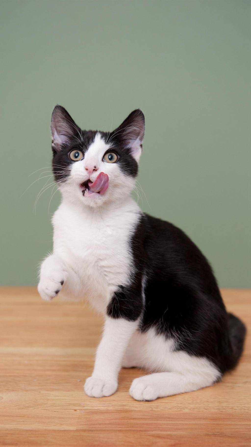 小动物手机壁纸图片,手机壁纸萌动物高清