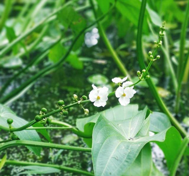 一般在清明前后取出留种的顶芽,用草席围好,将顶芽堆积其中,王面發盖
