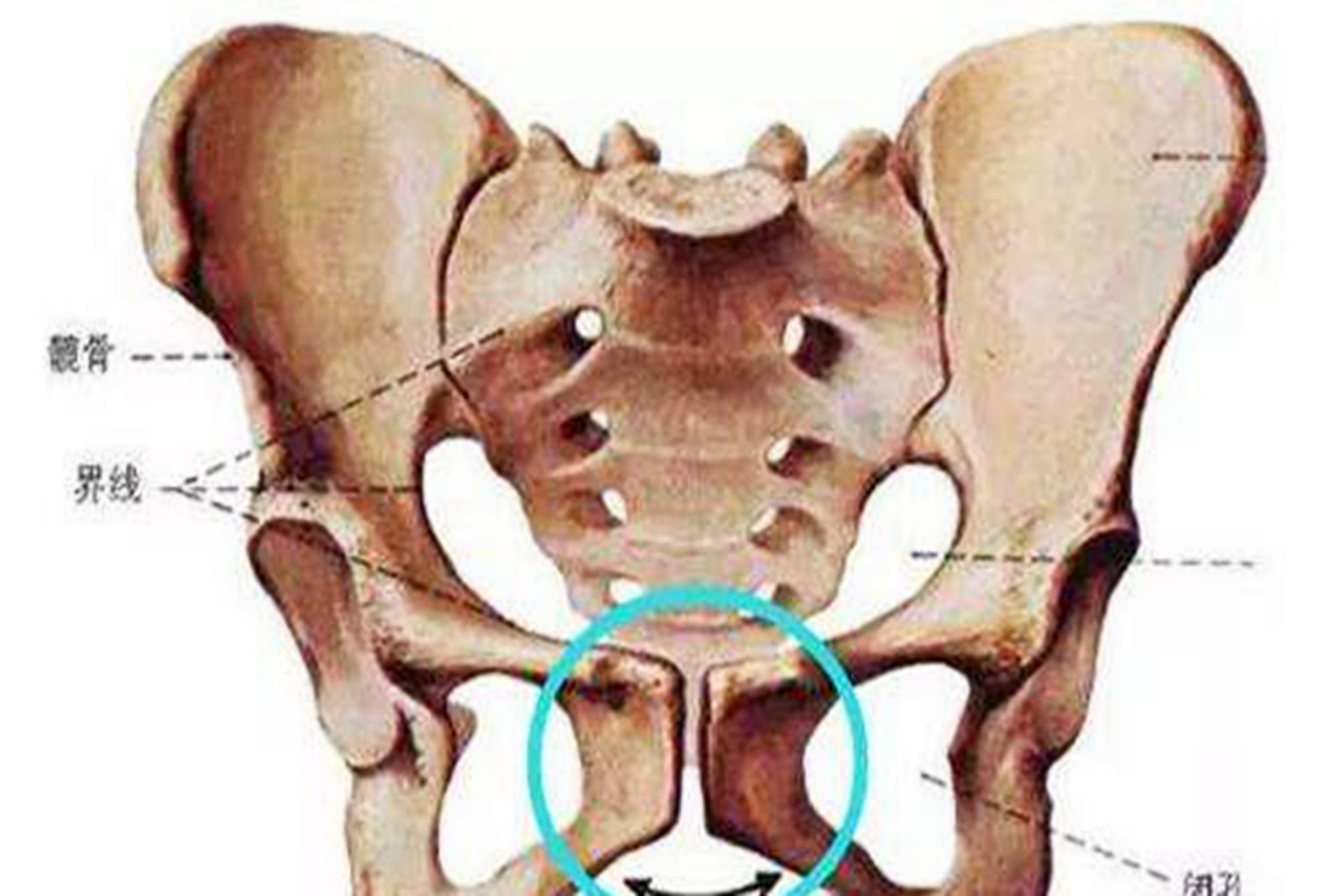 孕妇耻骨疼的位置图图片