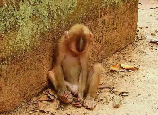 小猴子被同伴抛弃,委屈巴巴躲在墙角哭泣,委屈样子让人好心疼_猴群