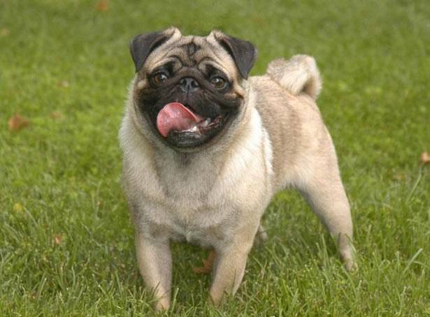 巴哥犬看起来憨憨的,给人笨笨的感觉,这让很多人误以为巴哥犬的智商很