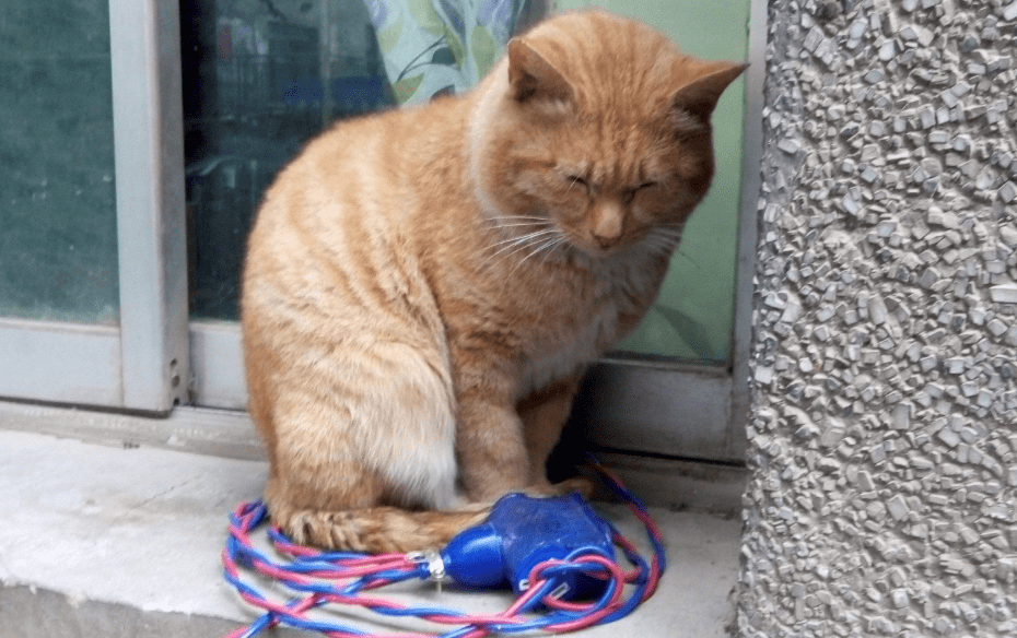 13岁猫咪5年间每天准时乘坐公交车,居民说它在寻找主人_卡斯帕