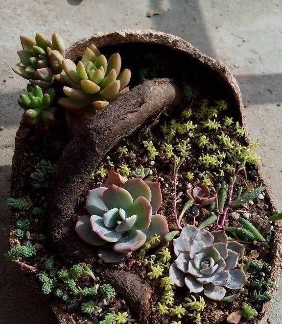 破了的花盆种多肉,随便一搭,都是一道漂亮的风景!_罐子