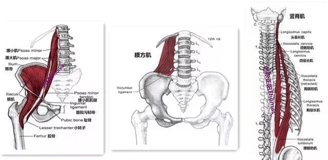 一部分就是腰部的腰大肌,腰方肌和竖脊肌,这三块肌肉都附着在腰椎上