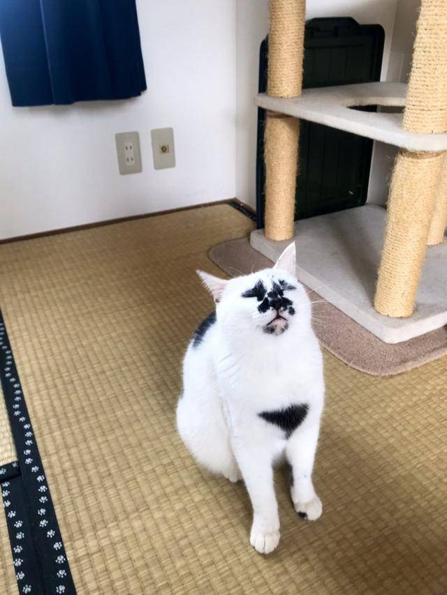 长相最独一无二?特殊斑纹黑白猫咪爆红,像极了墨水没洗干净