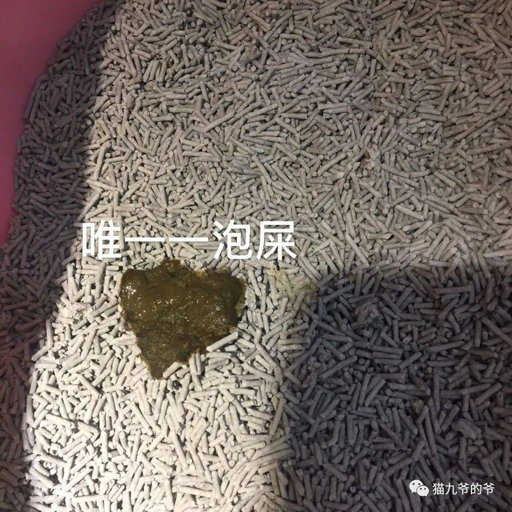 猫九爷:关于猫咪腹泻,你知道多少?