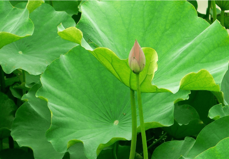 而我们见到的更多的是干荷叶,很简单的一味中药,但是却有