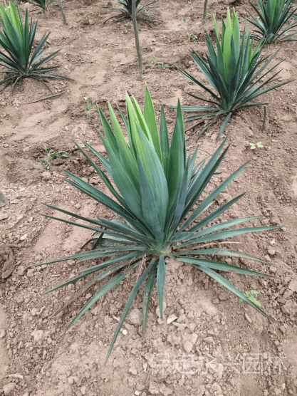 剑麻的用途介绍