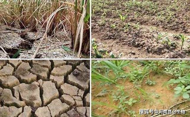 矿源黄腐酸钾啥时用比较好?矿源黄腐酸钾那种好?矿源黄腐酸钾含钾量!